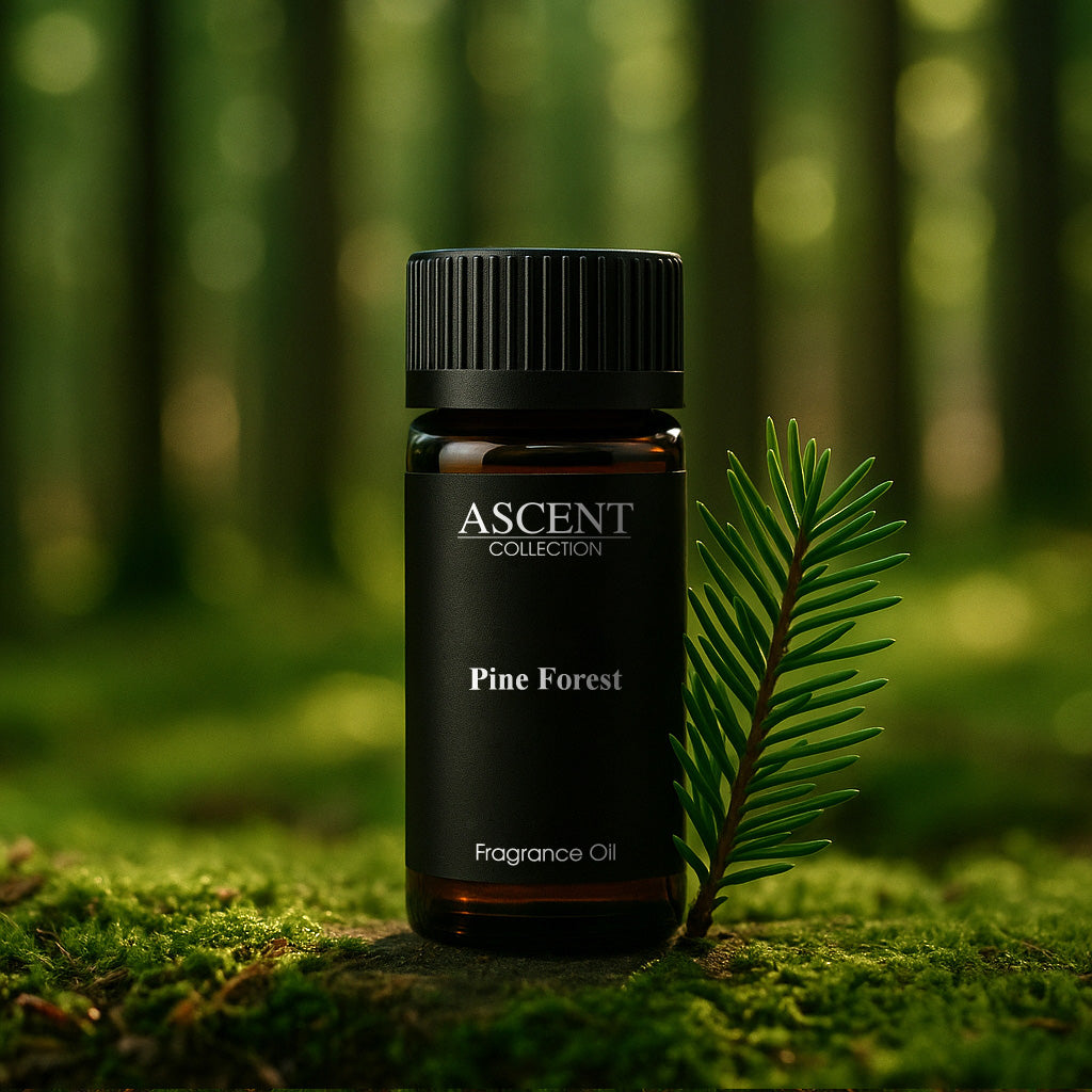Pine Forest